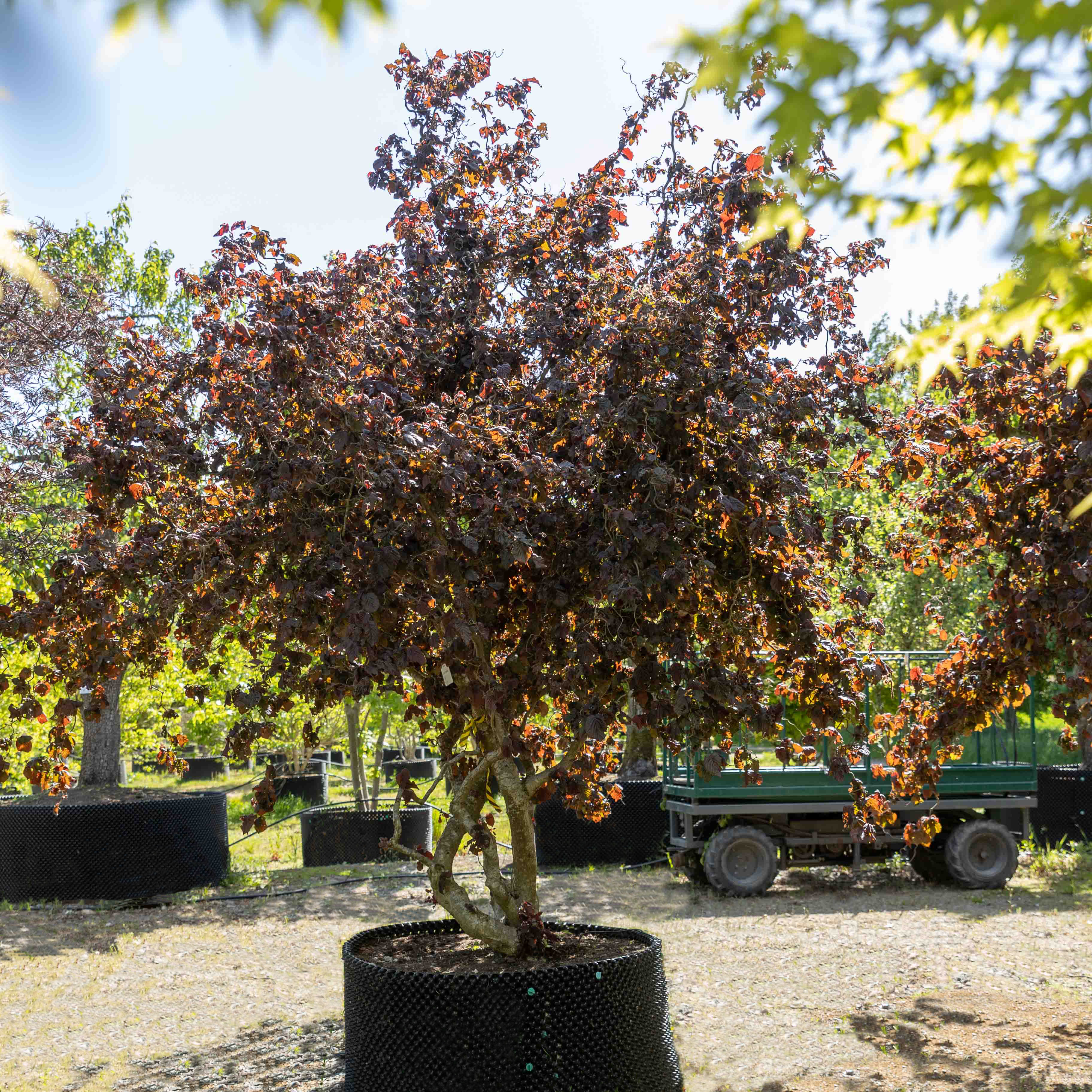 Corylus avellana  'Red Majestic' VJ